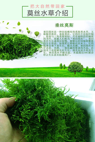 鱼缸装饰造景沉木莫斯养鱼水草散装垂泪慕斯莫丝活赖养莫斯树植物 - 图1
