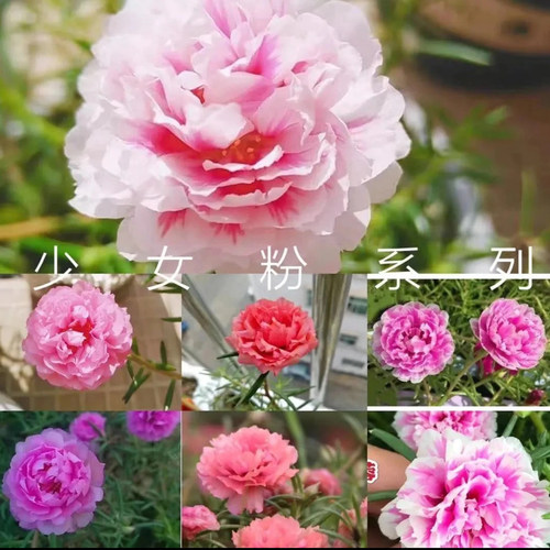 【带根带土】重瓣太阳花苗宿根混色多色植物绿植室内外花卉 - 图2