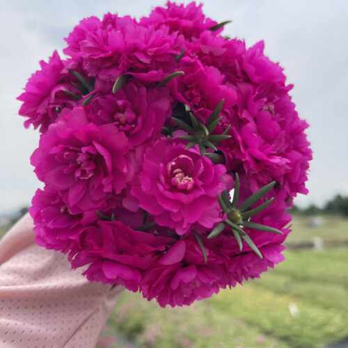 【带盆老桩】重瓣太阳花老桩牡丹玫红王四季花苗多年生宿根大花 - 图3