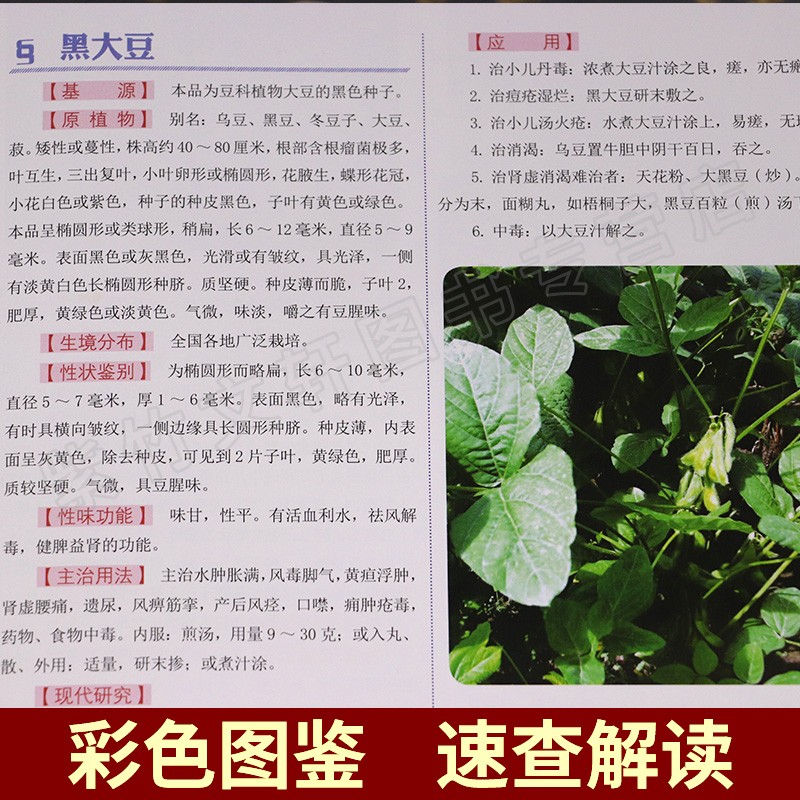 本草纲目全套6册 彩图珍藏原版中草药材大全零基础学中医基础理论教材入门图解黄帝内经全集正版李时珍原著中药医学类中医书籍大全 - 图3