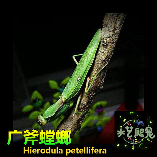 包邮螳螂宠物成体幼体中华大刀眼斑广府螳螂蛋受精可孵化卵桑螵蛸 - 图0