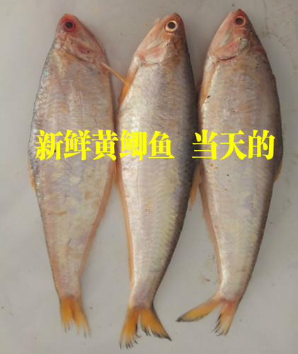 赣榆特产黄鲫鱼新鲜鱼干毛扣鱼250g 油扣 黄尖子马口鱼3斤包邮 - 图0