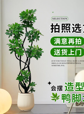 造型鸭脚木客厅绿植高级感室内大型盆栽高端大气上档次落地鸭掌木