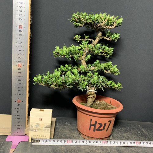 一图一拍原生造型米叶罗汉松阳台庭院客厅盆景老桩迎客松常青绿植 - 图0