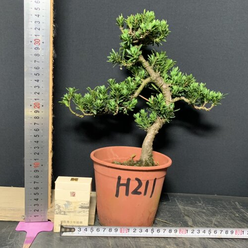 一图一拍原生造型米叶罗汉松阳台庭院客厅盆景老桩迎客松常青绿植 - 图1