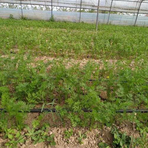 26年新货全年供货山西新鲜蔬菜黄胡萝卜黄萝手抓饭3斤5斤9斤100斤 - 图0