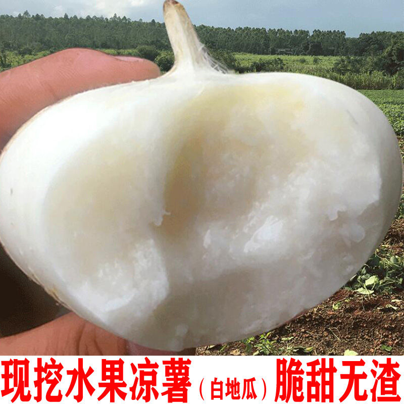 广西现挖凉薯新鲜葛薯当季水果蔬菜脆甜白地瓜多汁沙葛土瓜白心薯 - 图1