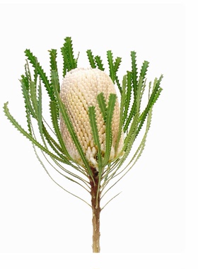 南非进口班克木干花真花佛塔花家居客厅装饰高级复古插花摆件