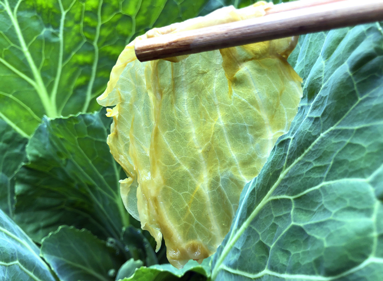 正宗四川泸州农家老坛原味盐白菜腌白菜  鲜香味美 比辣白菜更脆