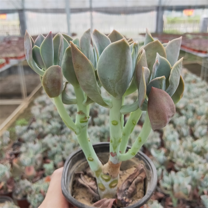 鹤氏多肉植物老桩群生大颗办公室阳台花卉绿植盆栽组合防辐射新手 - 图0