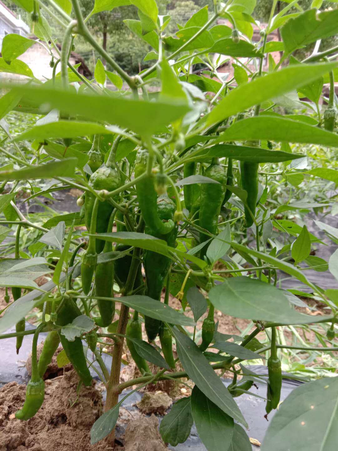 现售湖南正宗樟树港辣椒种子苗子保质量美味地方特色品种包邮_虎窝淘