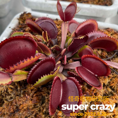 D.‘red piranha’红色食人鱼捕蝇草食虫植物红色系列大夹子品种 - 图3