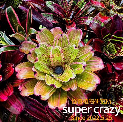 积水凤梨 bromelioideae 雨林缸雨林植物景观造景 - 图2