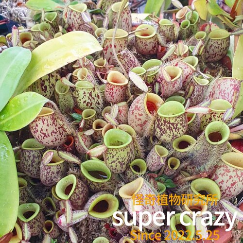 N.ampullaria苹果猪笼草食虫植物雨林生态缸微景观造景植物 - 图0