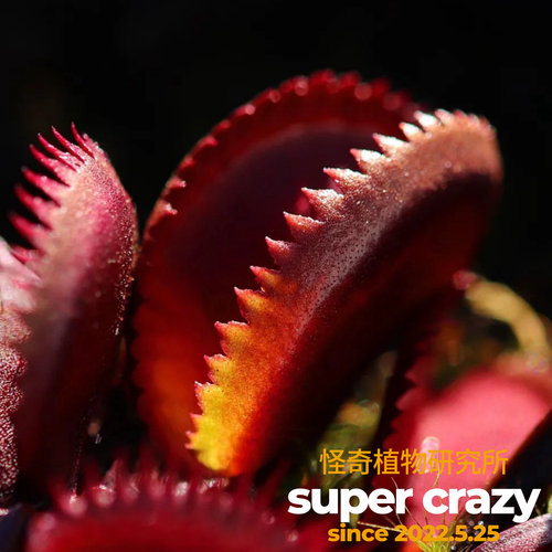 D.‘red piranha’红色食人鱼捕蝇草食虫植物红色系列大夹子品种 - 图0