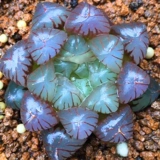 БЕСПЛАТНАЯ ДОСТАВКА JADE FAN FAN CUCULAULAT