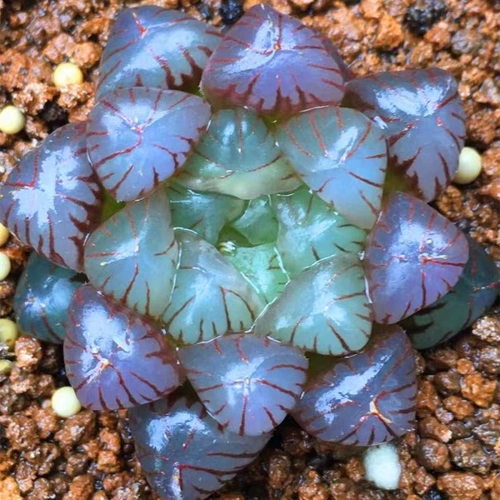 БЕСПЛАТНАЯ ДОСТАВКА JADE FAN FAN CUCULAULAT