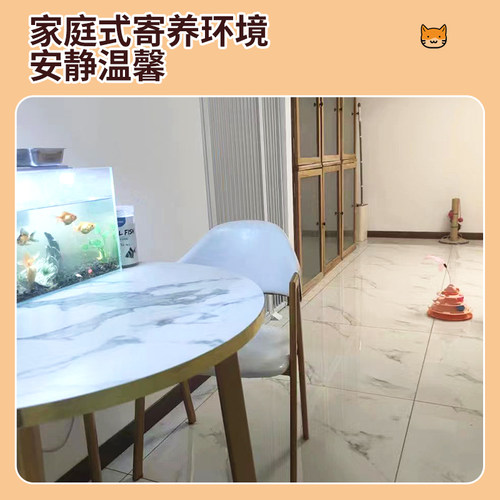 上海/苏州宠物寄养猫咪代管猫猫兔子龙猫仓鼠小宠托管长短期代养 - 图1