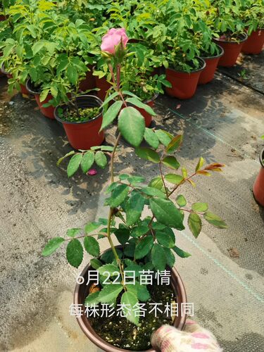 寒粉抗寒月季庭院地栽盆栽花卉阳台特大花月季花苗粉蝶爬墙藤本 - 图1