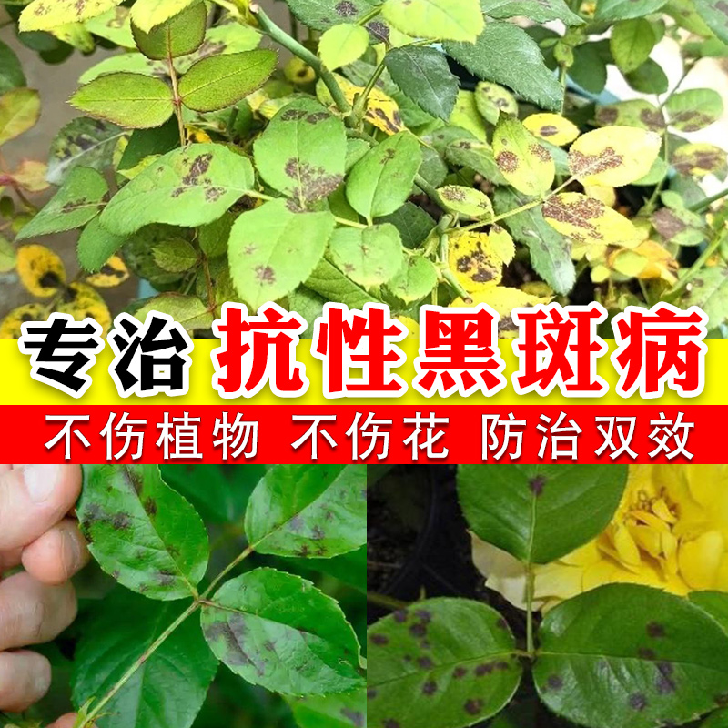 月季花黑斑病专用药病虫害常用药兰花多肉花药多菌菌灵玫瑰白粉病-图3