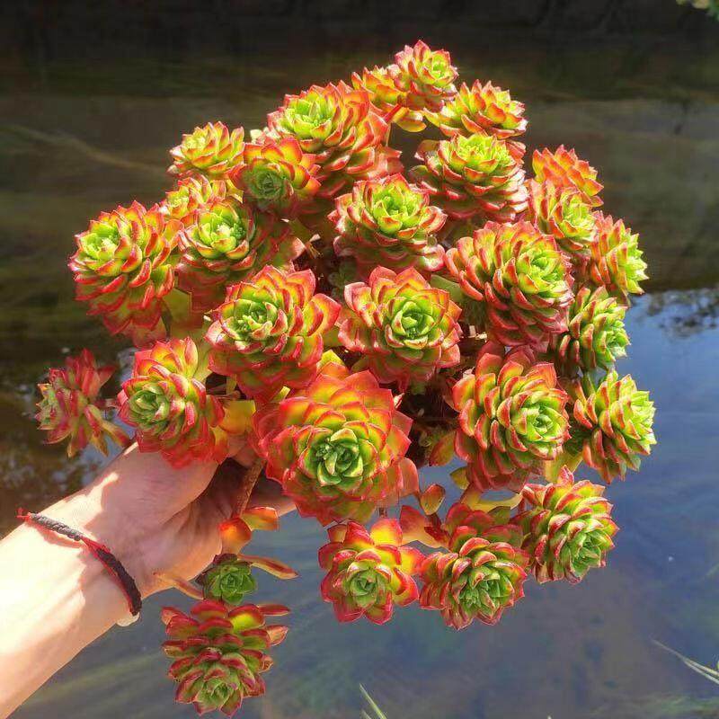 多肉植物超大火焰蒂亚老桩肉肉新手室内阳台盆栽绿植花卉,淘宝优惠券,粉丝福利购,淘宝优惠卷