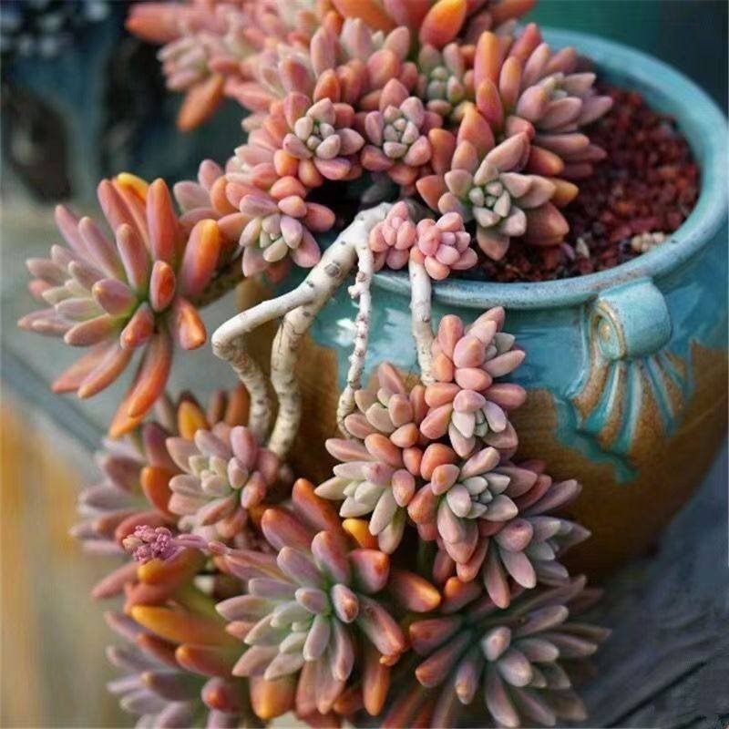 多肉植物整桩秋丽新手室内阳台好养老桩盆栽肉肉组合基地批发,淘宝优惠券,粉丝福利购,淘宝优惠卷