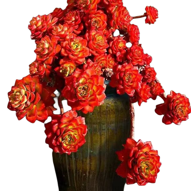 多肉植物超大火焰蒂亚老桩肉肉新手室内阳台盆栽绿植花卉,淘宝优惠券,粉丝福利购,淘宝优惠卷