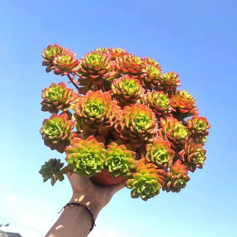 多肉植物超大火焰蒂亚老桩肉肉新手室内阳台盆栽绿植花卉,淘宝优惠券,粉丝福利购,淘宝优惠卷