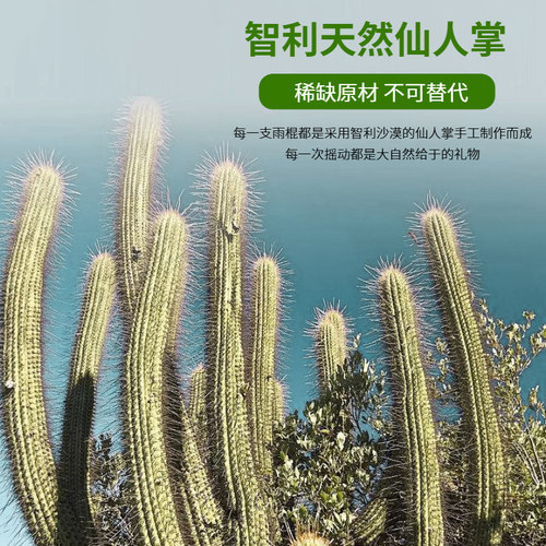 梵木果雨棍南美智利仙人掌雨棒雨声模拟冥想白噪音音疗小众乐器 - 图2