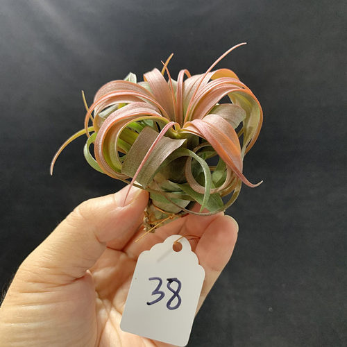 空气凤梨植物 艾瑞克侧芽  形态超美 绿植盆栽花草 - 图2
