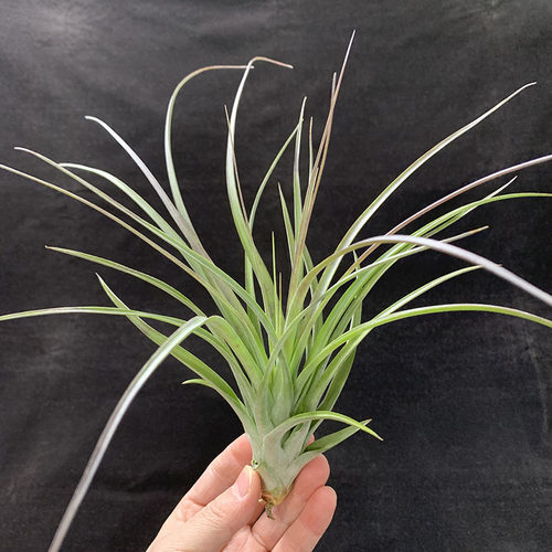 空气凤梨植物 硬叶品种 红颜  绿植盆栽花草 - 图1