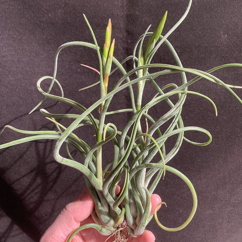 空气凤梨植物 美杜莎大号花期 绿植盆栽花草 - 图0