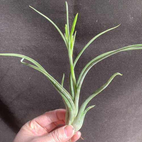 空气凤梨植物 美杜莎大号花期 绿植盆栽花草 - 图3