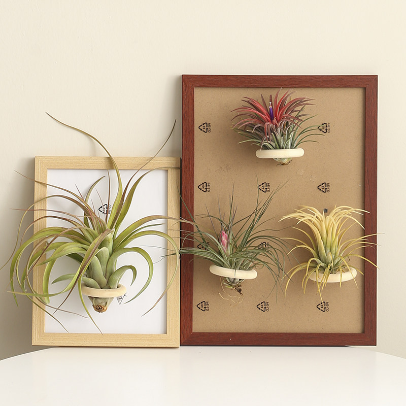 空气凤梨植物相框配饰套装桌面壁挂绿植盆栽花草,淘宝优惠券,粉丝福利购,淘宝优惠卷