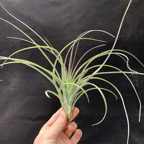 空气凤梨植物 硬叶品种 红颜  绿植盆栽花草 - 图3