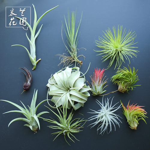 空气凤梨无土植物稀有品种多款小号空气草华美霸王精灵桌面绿植 - 图0