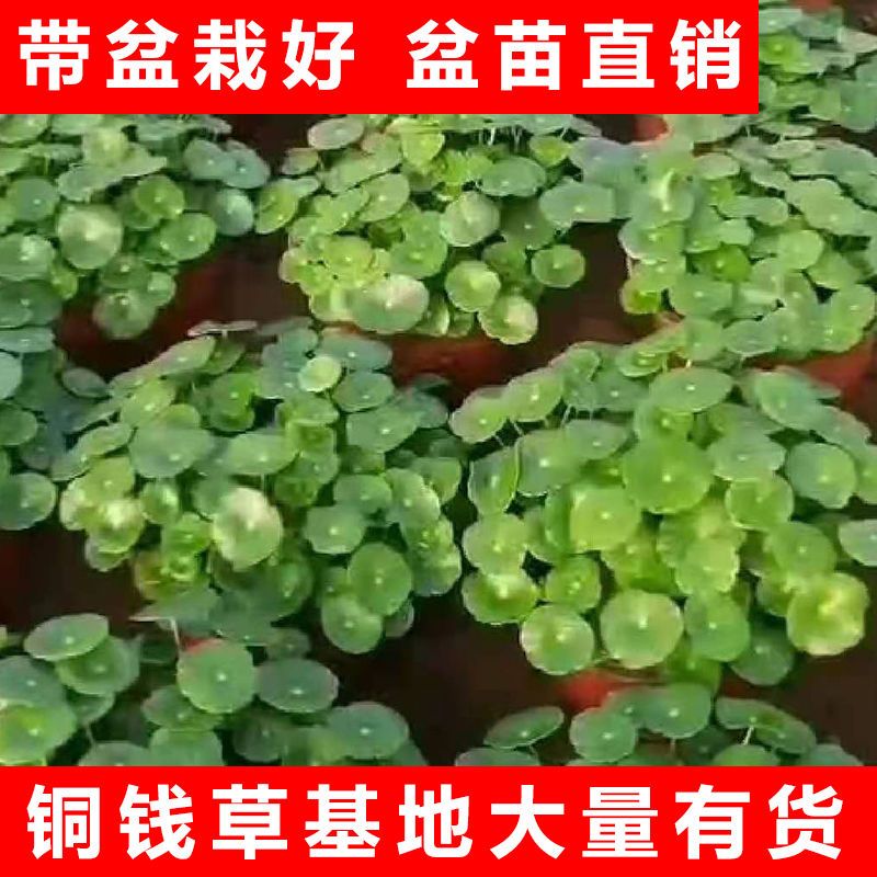 铜钱草招财水培植物办公室桌面盆栽金钱草花卉室内水生植物吸甲醛 - 图0