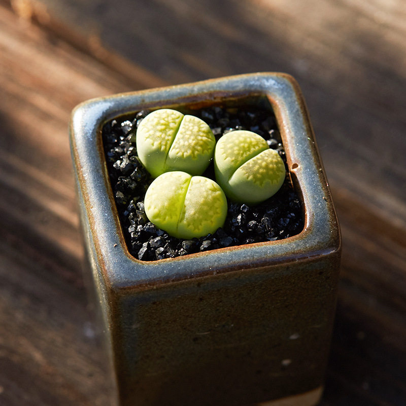 超萌多肉绿福来生石花植物花卉室内盆栽裸根不带土屁屁花pp
