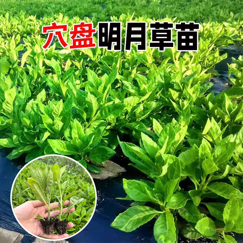 明月草苗盆栽降糖草种苗可食用白背菜神仙草蔬菜种植白子菜鸡毛草 - 图0