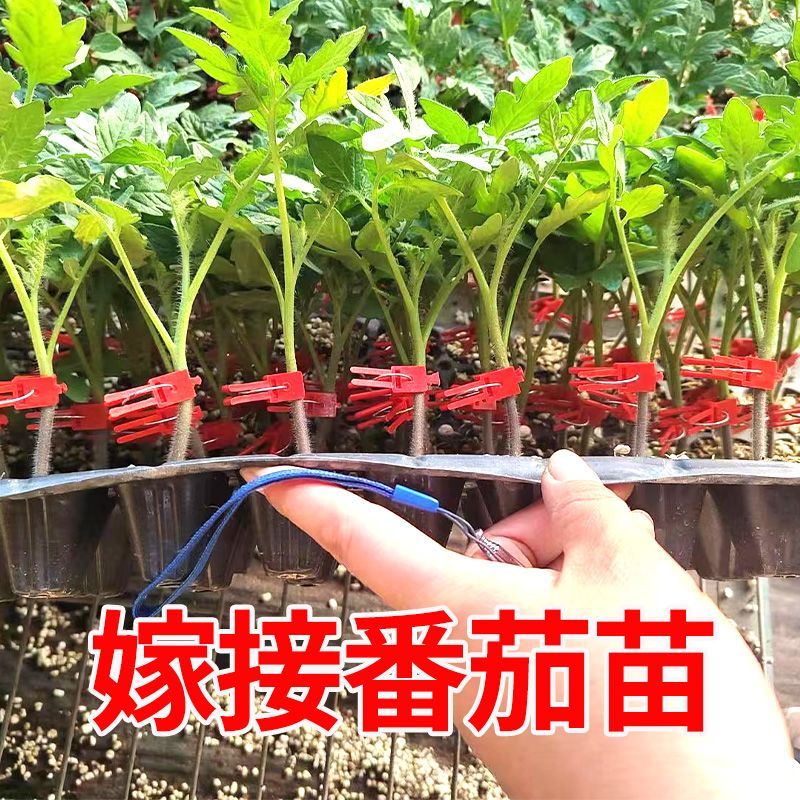 嫁接大红大粉番茄苗嫁接西红柿苗小番茄四季盆栽阳台秧苗蔬菜种苗-图1