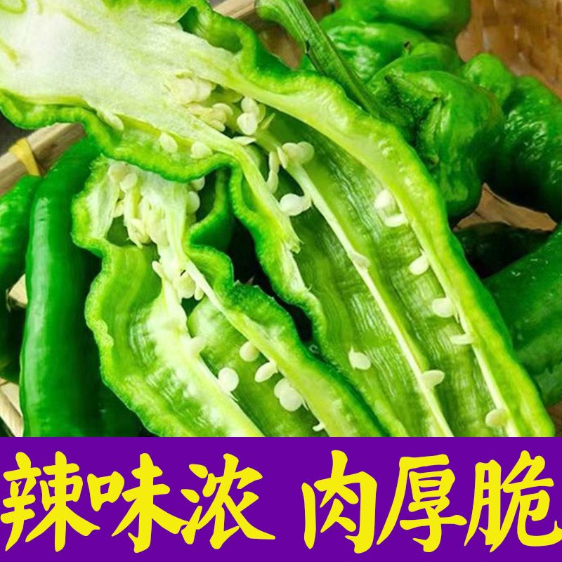 微辣螺丝辣椒苗子种子秧苗菜四季种植食用蔬菜子孑籽种盆栽种籽 - 图2