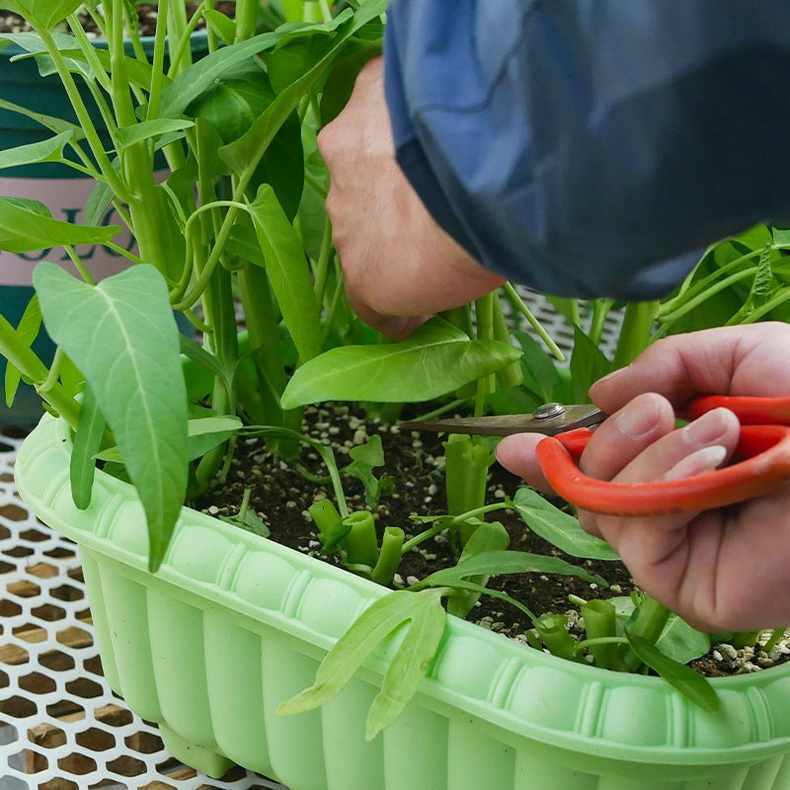 三叉空心菜种子种籽大叶四季盆栽菜籽蔬菜孑籽种菜苗带根秧菜苗-图1