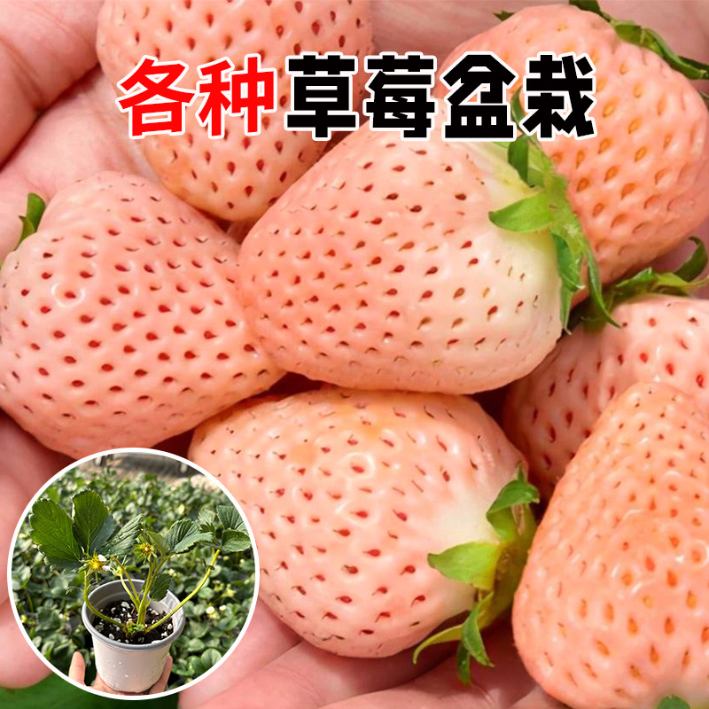 草莓苗盆栽四季草莓红颜草莓现挖现发四季阳台盆栽奶油蔬菜种苗-图2