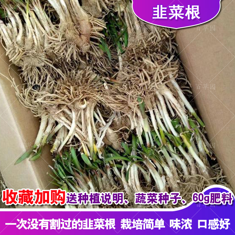 新韭菜根苗现挖宽叶食用紫根韭菜种子蔬菜多年割四季阳台盆栽包邮-图0