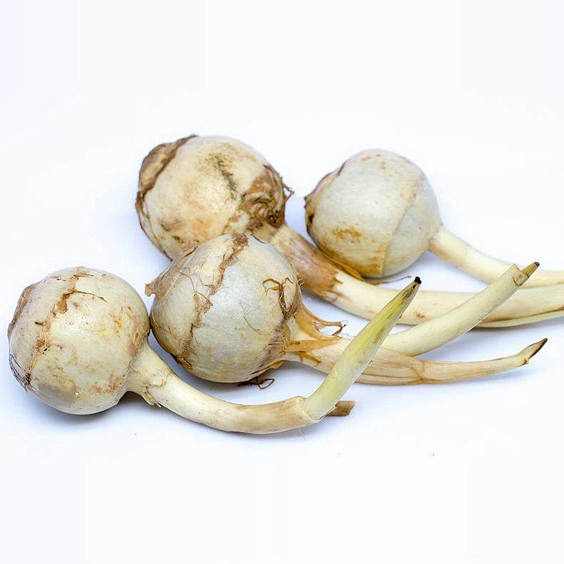 云南大号茨菇新鲜粉糯白慈姑菇农家现挖野地茨菰种苗马蹄蔬菜,淘宝优惠券,粉丝福利购,淘宝优惠卷