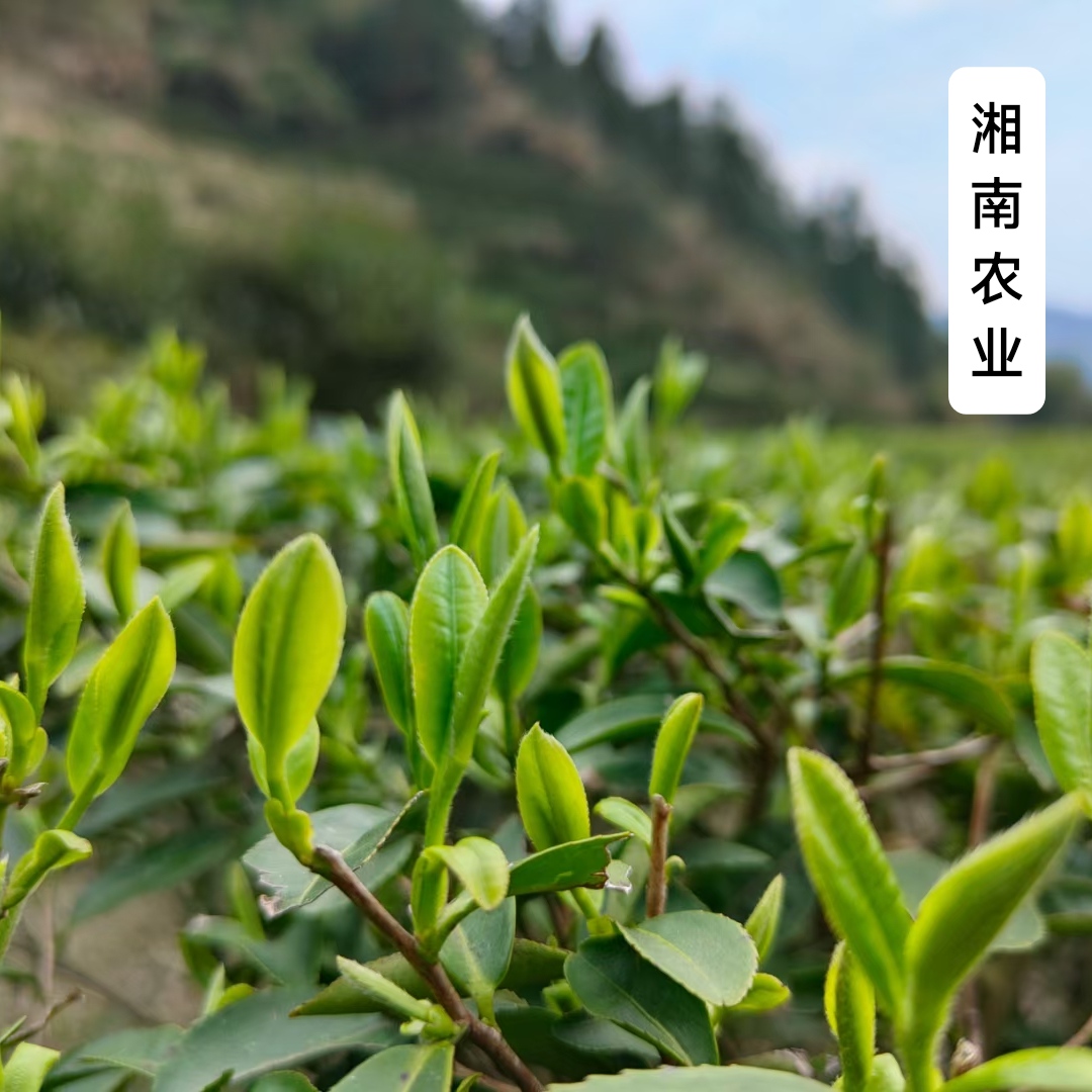 2024玲珑茶湖南郴州桂东特产早春高山云雾绿茶桥头茶叶新茶明前茶