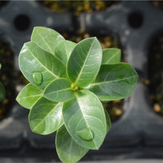 非洲进口多肉植物稀有品种盆栽树苗块根果实奇异植物迷你猴面包树