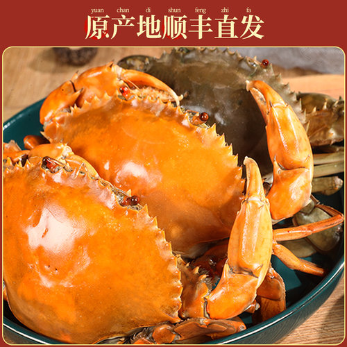 三门青蟹鲜活特大红膏蟹大螃蟹超大黄油蟹肉蟹红鲟蟹母蟹年货礼盒 - 图2