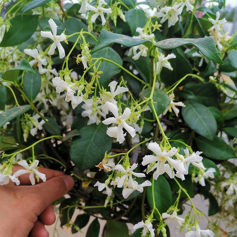 棒棒糖型风车茉莉花苗盆栽银丝茉莉爬藤花卉阳台庭院四季常青植物 - 图2