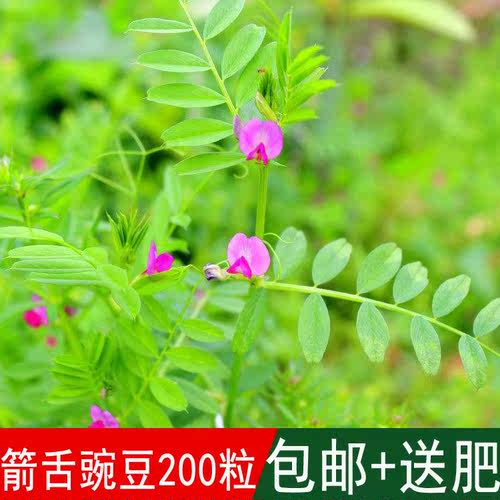 毛苕子种子光叶紫花苕箭舌野豌豆养蜂蜜源植物牧草籽果园绿肥种籽 - 图0